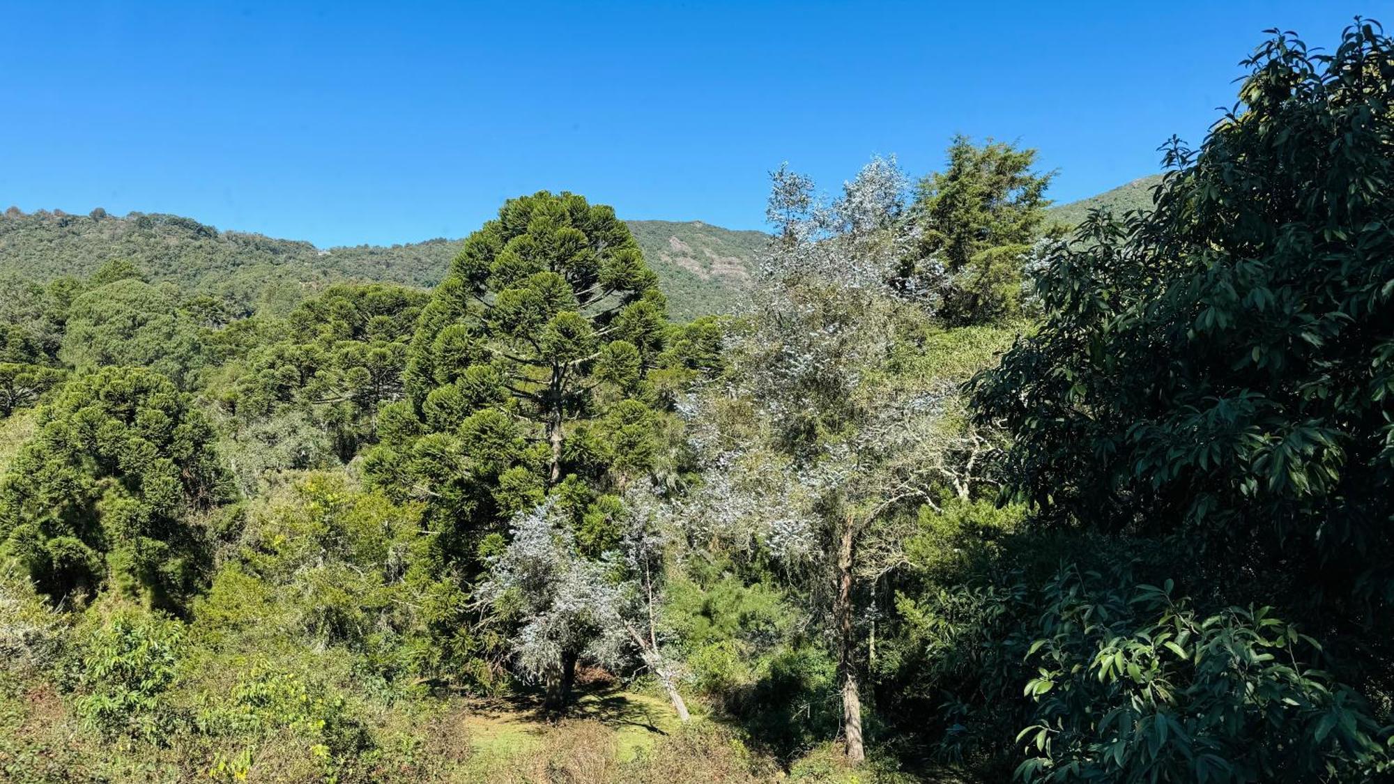 Estalagem Mandeville Monte Verde  Luaran gambar
